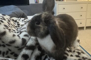 Is my bunny underweight