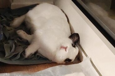 Bun recovered from stomach blockage!
