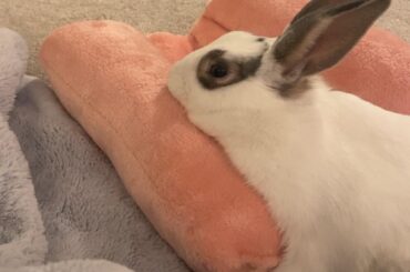 This gworl loves her hot dog bed