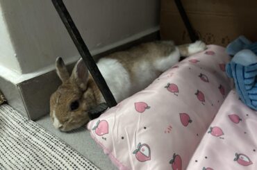 The closest thing to him using this bed