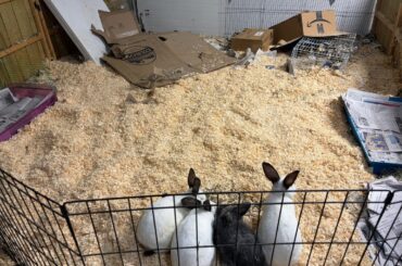 Does anyone else use bedding on the entire floor of the pen?