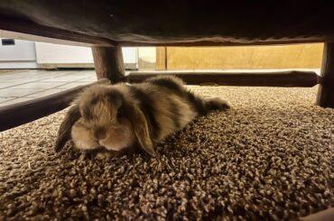 3 weeks after the tragic death of our bun, we decided to adopt again. Meet Dawny.