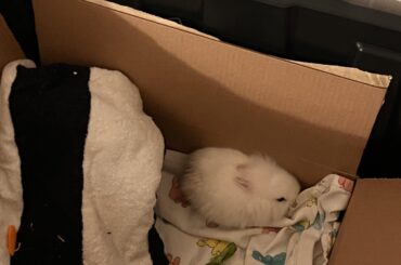 Found this bunny recently