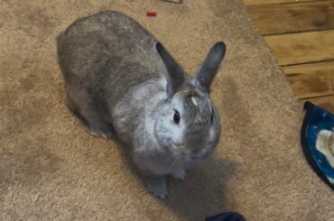 Anyone know what he is?