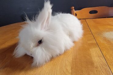 What type of bedding to use in a litter box?