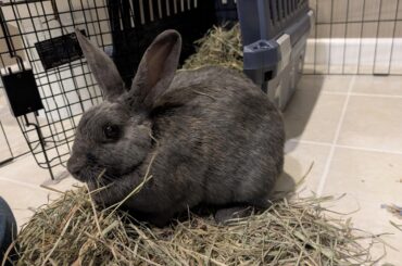 Victory! Banana and cilantro worked!