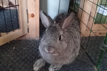 My days adventure of getting my rabbit Did help for gas build-up as a swede.