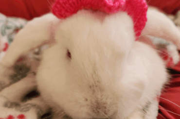 Student Made A Hat for My Bunnies