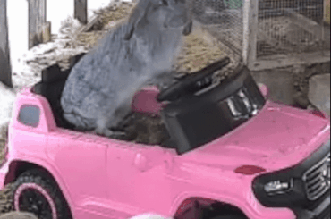 Bunny driving