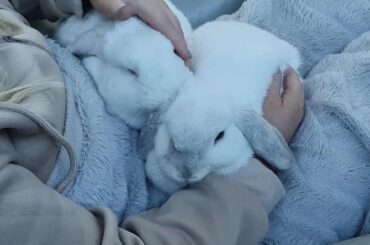 Melbourne, Australia: Looking to rehome our beautiful bonded buns as we are moving overseas