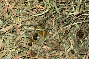 Found this in my bunnies litter box