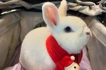 Looking forward to Moki’s adventures next year.