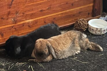 Homemade Recipes for Treats for Senior Buns?