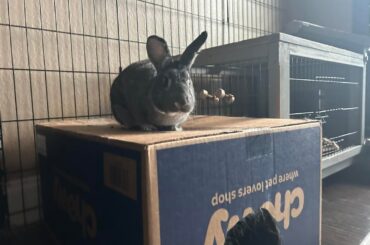 ruler of the land & fatso