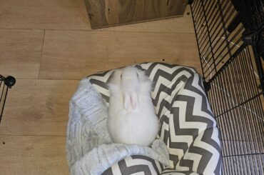 That's... not how it works, Pearl