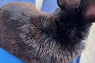 My 10 year old rabbits fur appears to be rough after hot day