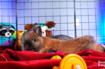 Pooped Out After The Party 🎉🎊