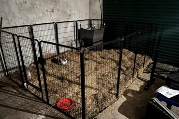 How often should this pen be mucked out?