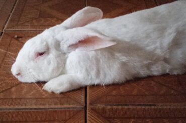 Sleep, sleep big bun bun. Say hello, Kookie