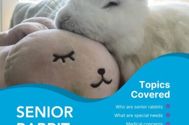 New sessions added for House Rabbit Society's Senior Rabbit Care class on Zoom!