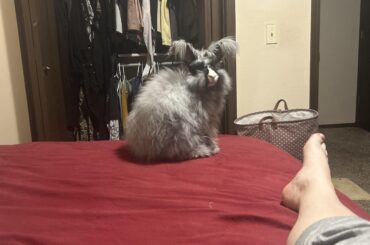 My sweet boy on the bed