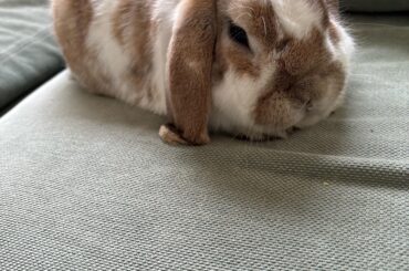 Loaf of bunny?
