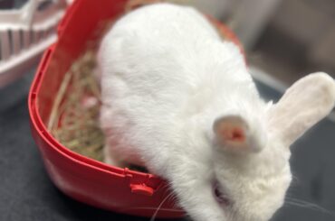 Let’s see pics of your bunnies 🐰