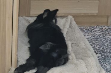 Snowball sowing off his assets.❤️