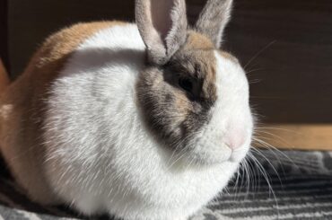 Please wish Cinnabon a happy birthday. Big guy is 6 today!