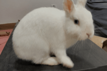 What do you use to clean your rabbits area and litter box? EU products pls