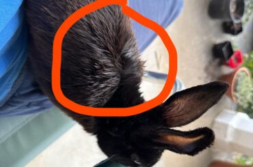My 10 year old rabbits fur is rough after hot day