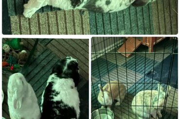 Are my rabbits morbidly obese?