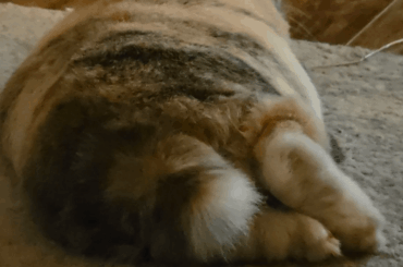 Everyone needs some bun pics