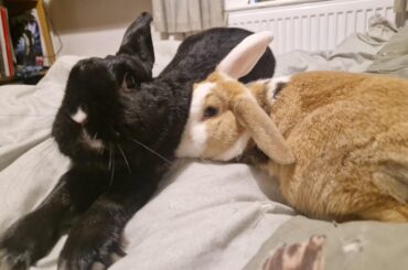 May I introduce Orville and the Mimi?