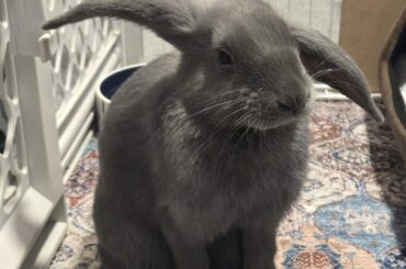 Guesses on what breed?