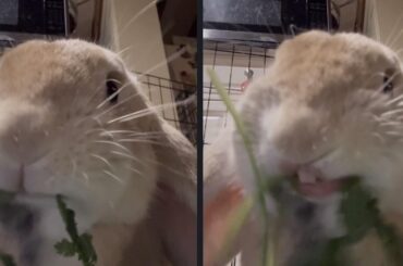 Boppi before and after I called him handsome 🥰