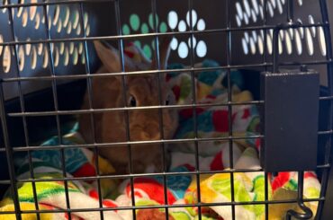 First bunny vet visit… flea treatment + spay estimate shock 😭 is this normal?