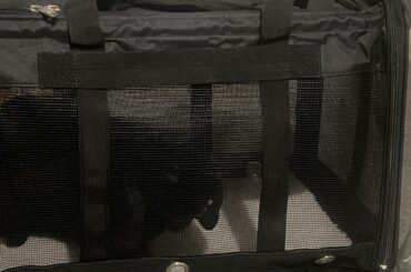 checking out his new carrier