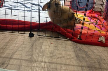 Athena’s mad that she can’t play in the broken glass :(