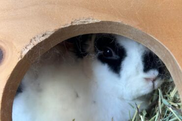 IN the hay box