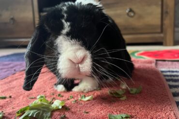 My lovely rabbit passed away