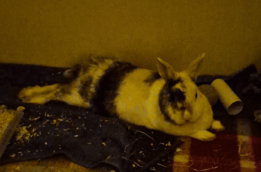 We rescued this little Viking.