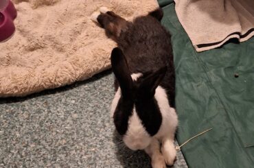 Despite all, he will still refuse to lay on soft things😅