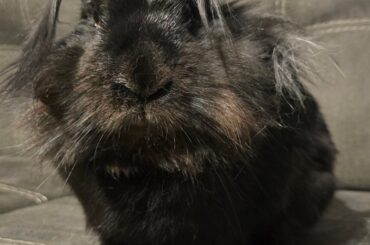 Please pray for Ozzy. He's fine, but someone stole his goddamned ear!