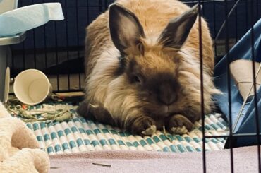 Bun sleeping/resting with loaf bum and stretched out arms