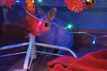 Rainha Demônia loves the spicy tree and wishes you a very merry christmas. Swipe for a vicious attack.