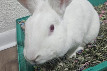 Cleaning Foster's Box