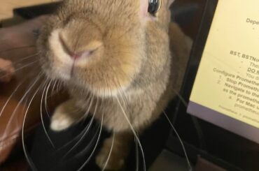 Rabbit nudging and nibbling