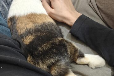 Update on the terrible life of Nijntje