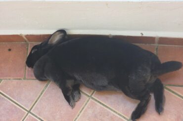 please enjoy these pics of Humo in a variety of food comas